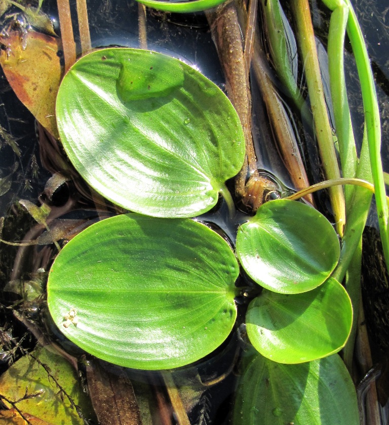 Изображение особи Potamogeton gramineus.