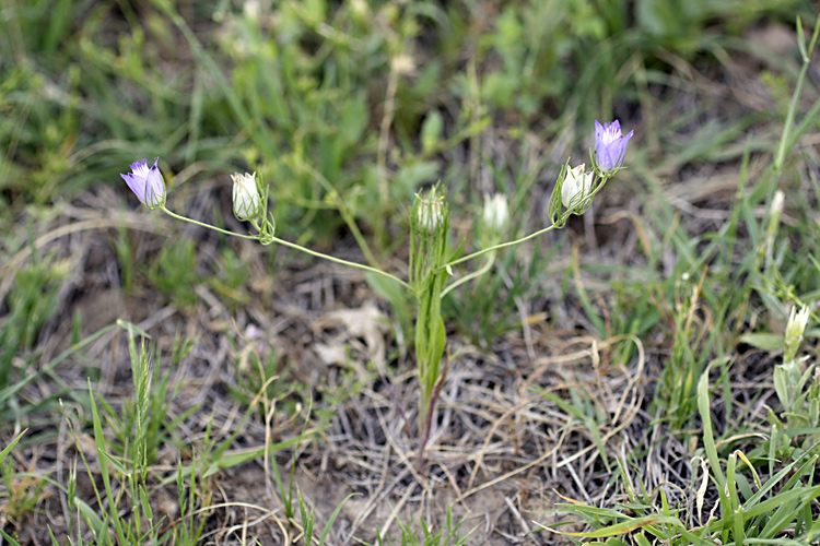 Изображение особи Nigella bucharica.