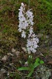 Dactylorhiza maculata. Цветущее растение. Коми, Корткеросский р-н, окр. пос. Маджа, край болота, полоса отчуждения вдоль автодороги. 08.07.2011.