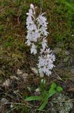 Dactylorhiza maculata