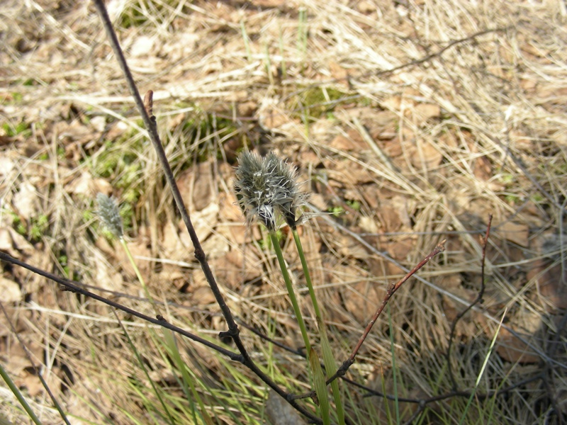 Изображение особи Eriophorum vaginatum.