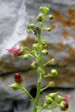 Scrophularia scopolii. Часть соцветия с жуком-слоником Cionus scrophulariae. Крым, Бабуган яйла. 1 июля 2009 г.