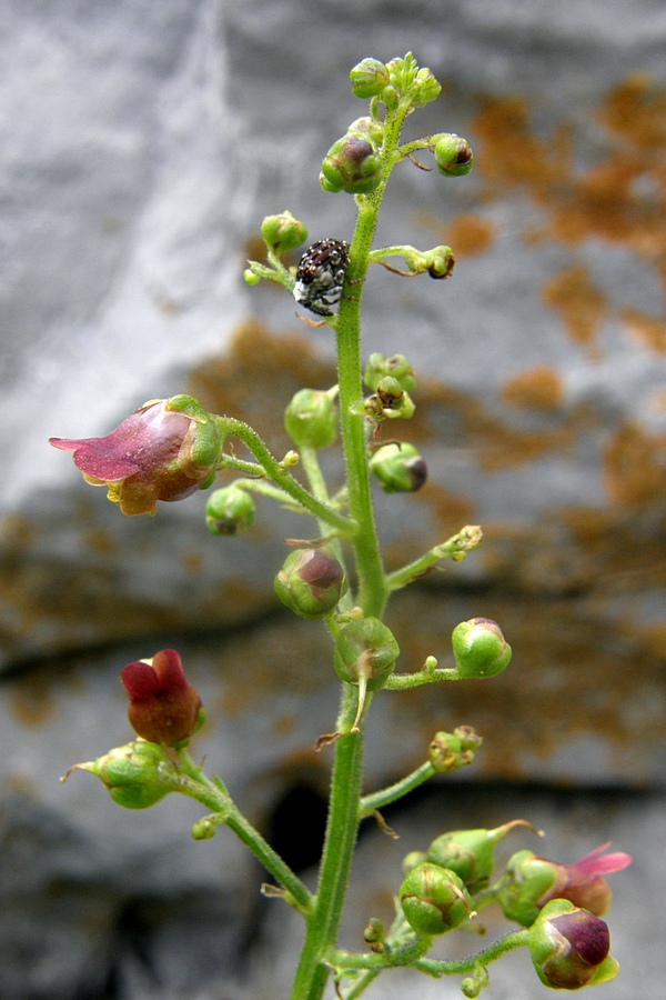 Изображение особи Scrophularia scopolii.