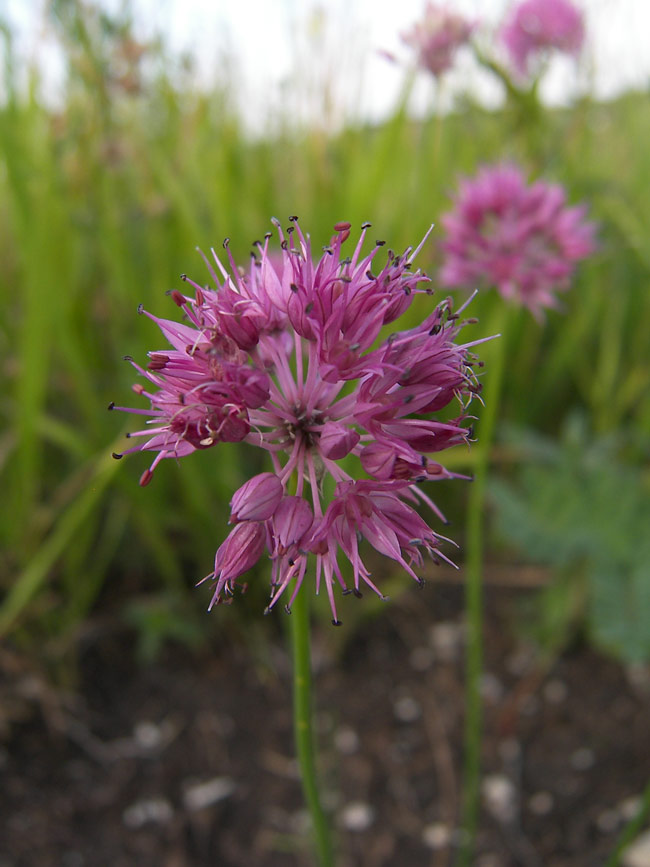 Изображение особи Allium globosum.