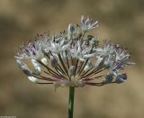 Image of taxon representative. Author is Юрий Пирогов