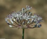Allium subscabrum. Соцветие. Казахстан, Джамбульская обл., южнее оз. Балхаш. 13.05.2011.