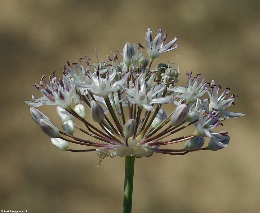 Image of Allium subscabrum specimen.