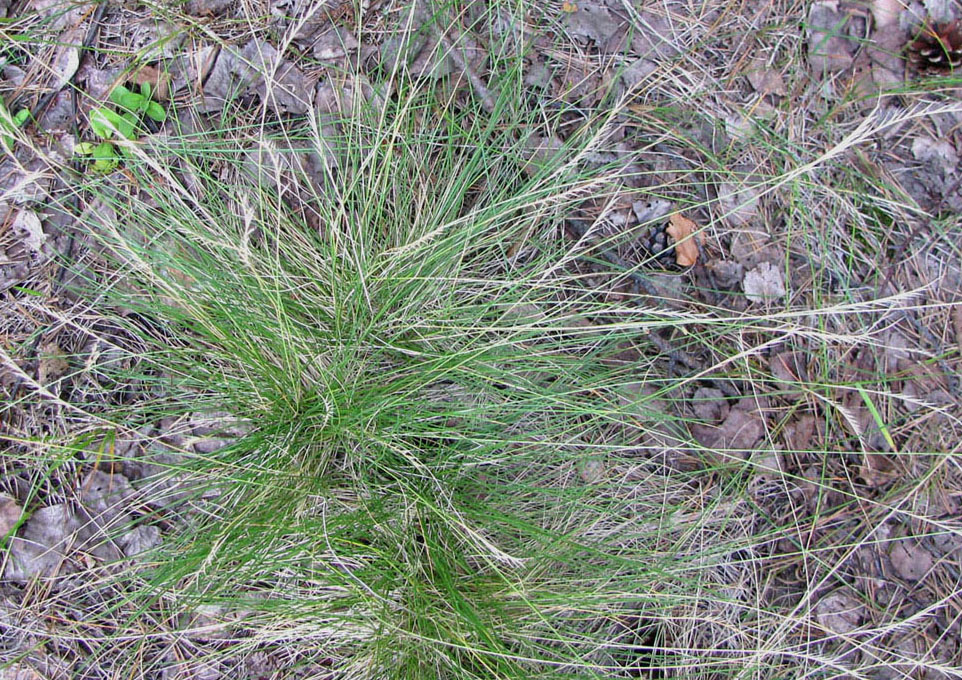 Image of Nardus stricta specimen.