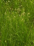 Carex praecox