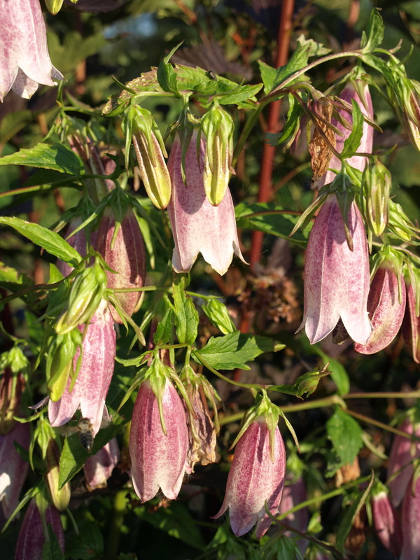 Image of Campanula takesimana specimen.