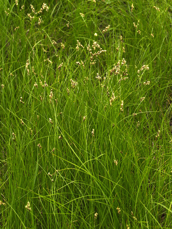 Изображение особи Carex praecox.