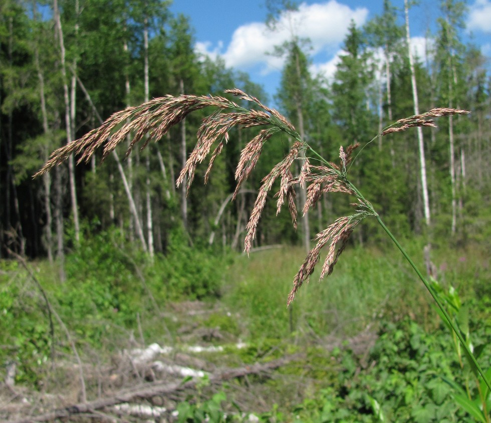 Изображение особи Calamagrostis langsdorffii.