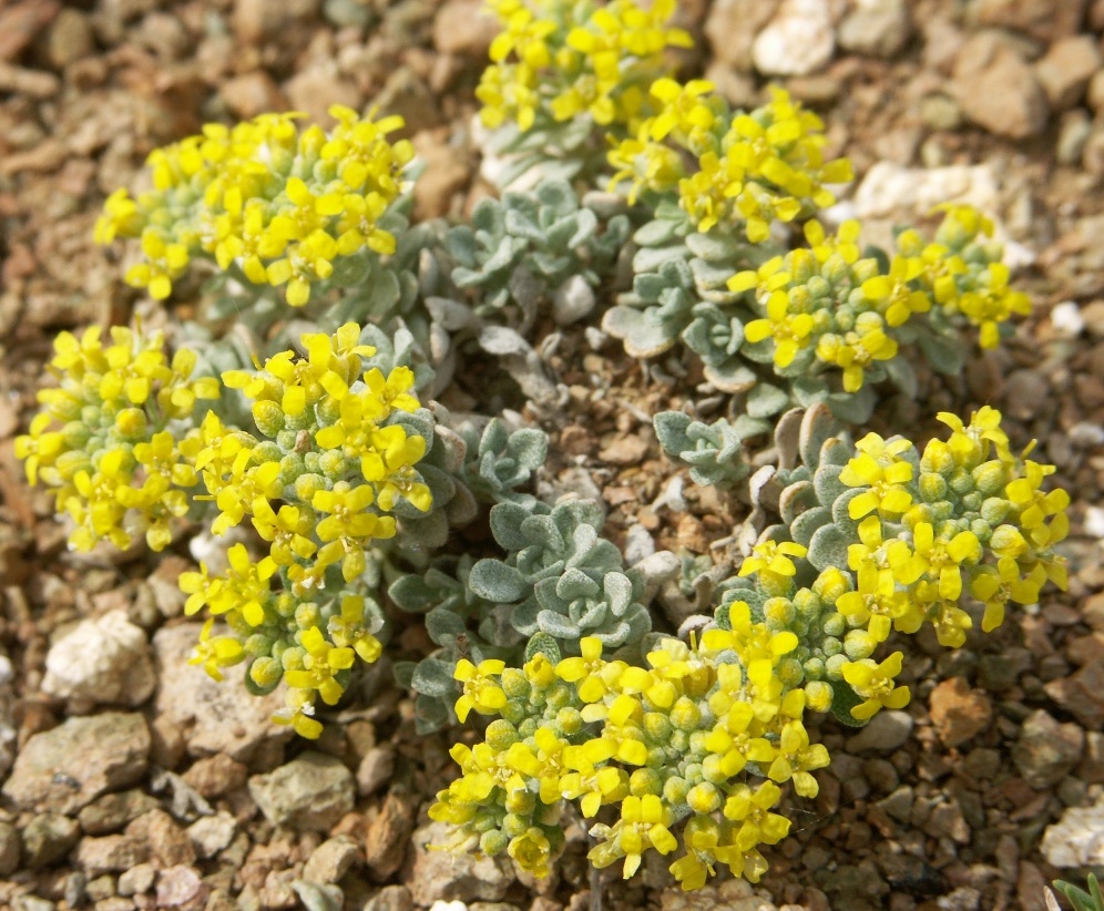 Image of Odontarrhena litvinovii specimen.