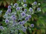 Eryngium planum. Верхушка цветущего растения. Московская обл., Раменский р-н, окр. дер. Хрипань, дачный участок. 06.08.2006.