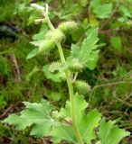 Xanthium strumarium