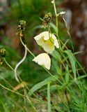 Papaver pseudocanescens