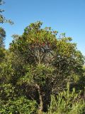 Arbutus unedo. Взрослое плодоносящее растение. Испания, Каталония, провинция Girona, Costa Brava, окр. населённого пункта Sant Feliu de Guíxols, в составе жестколистного средиземноморского леса. 26 октября 2008 г.