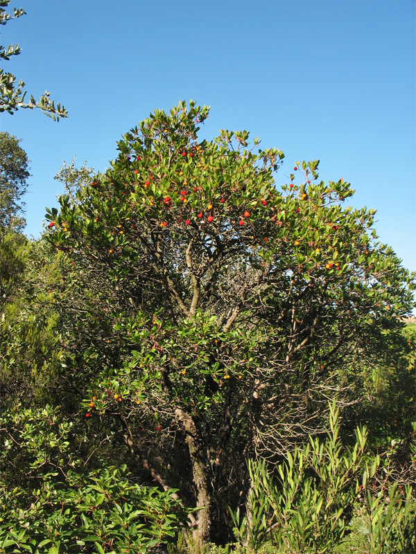 Изображение особи Arbutus unedo.