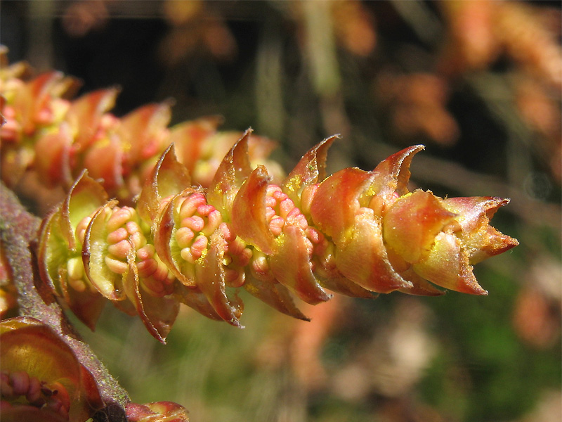 Image of Myrica gale specimen.