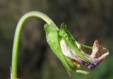 Image of taxon representative. Author is Надежда Замкова