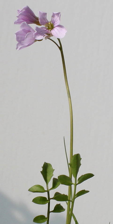 Image of Cardamine pratensis specimen.