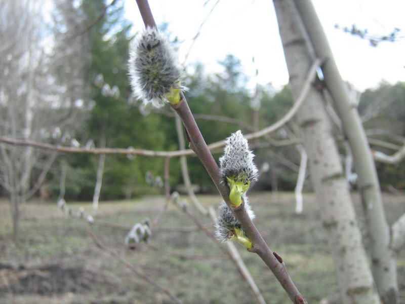 Image of Salix caprea specimen.