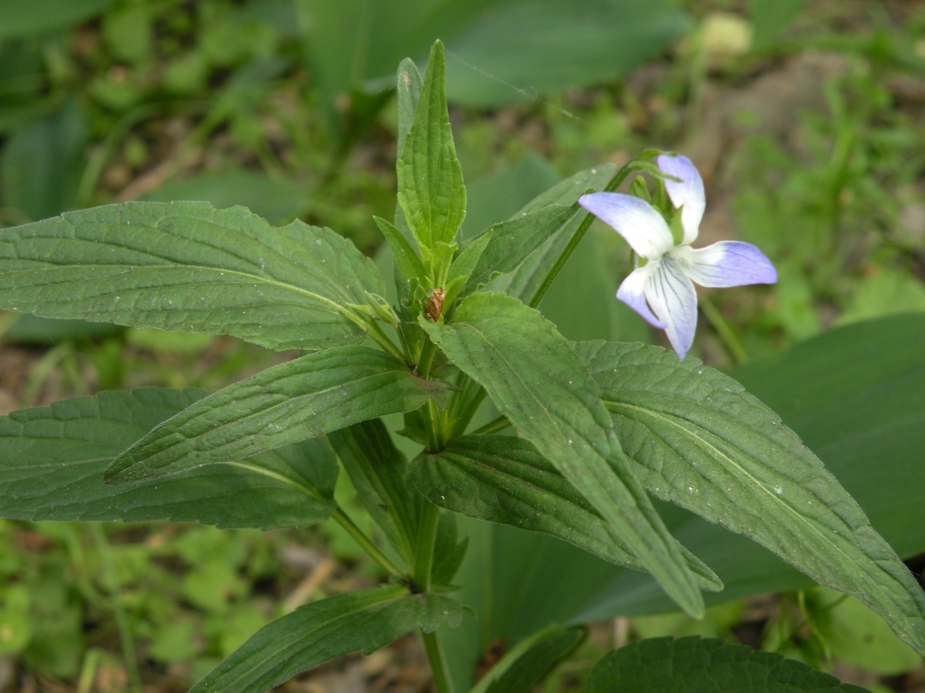 Image of Viola elatior specimen.