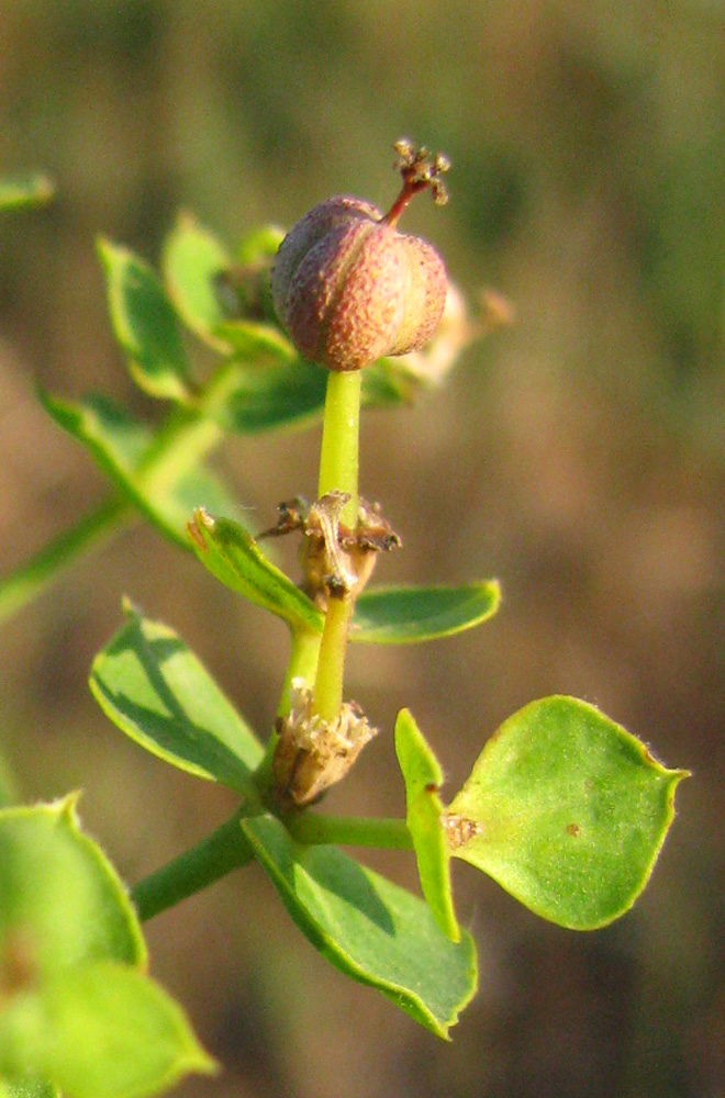 Image of Euphorbia virgata specimen.