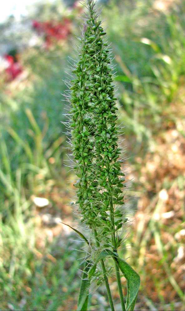 Изображение особи Setaria verticillata.
