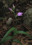 Cephalanthera rubra