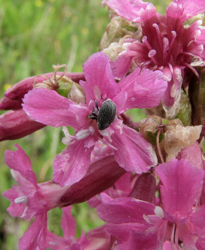 Изображение особи Viscaria vulgaris.