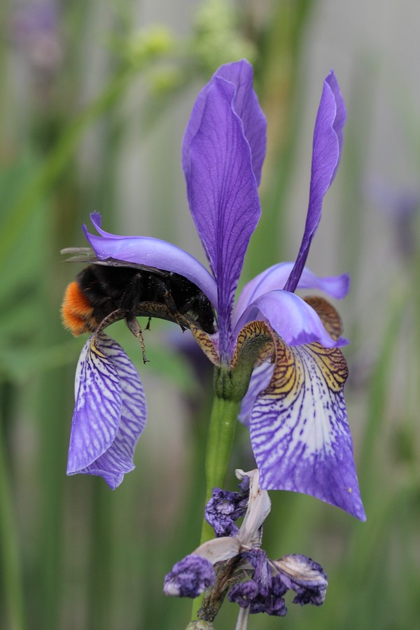 Изображение особи Iris sibirica.