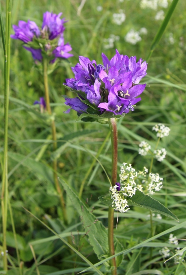 Изображение особи Campanula glomerata.