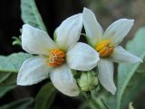Solanum pseudocapsicum. Цветки. Абхазия, Гагрский р-н, окр. г. Пицунда. 17.06.2012.