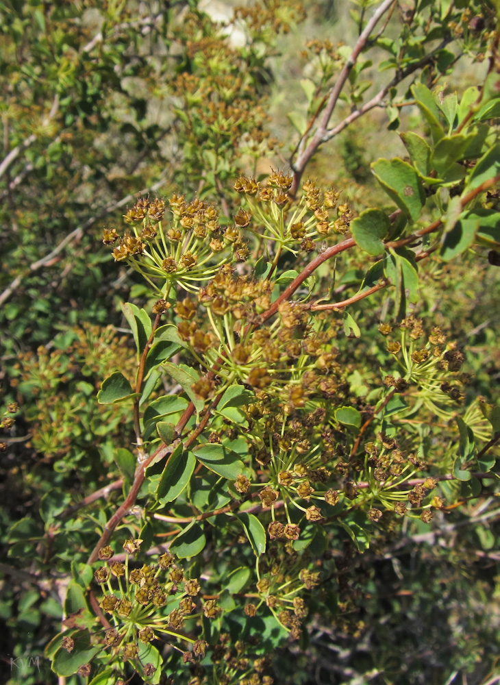 Изображение особи Spiraea trilobata.