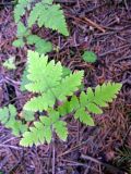 Gymnocarpium dryopteris. Лист. Ленинградская область, Выборгский район, окрестности поселка Рощино, Линдуловская лиственничная роща. 30 июня 2012 г.