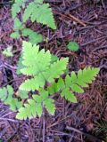 Gymnocarpium dryopteris. Лист. Ленинградская область, Выборгский район, окрестности поселка Рощино, Линдуловская лиственничная роща. 30 июня 2012 г.