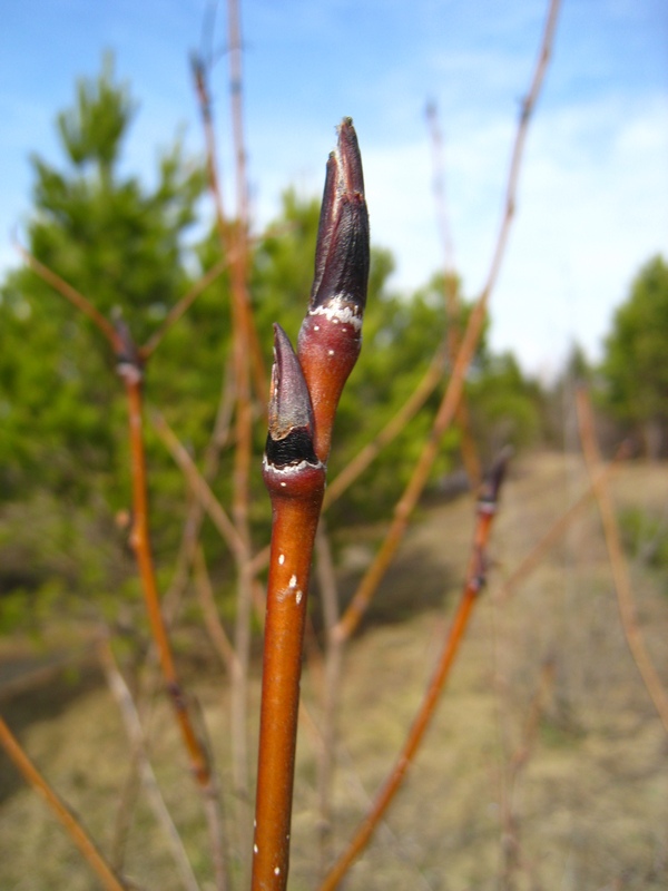 Изображение особи Sorbus sibirica.