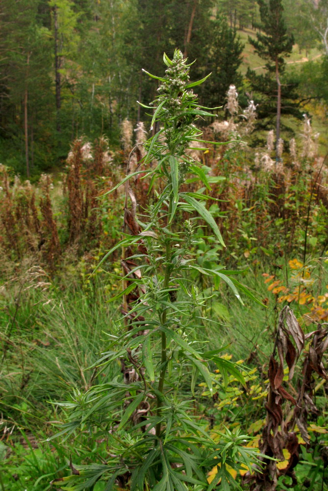 Изображение особи Artemisia vulgaris.