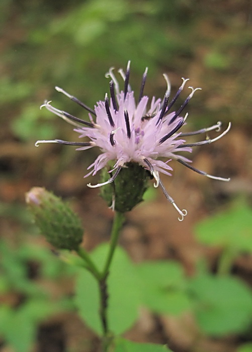 Image of Saussurea grandifolia specimen.