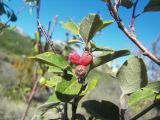 Cotoneaster tauricus