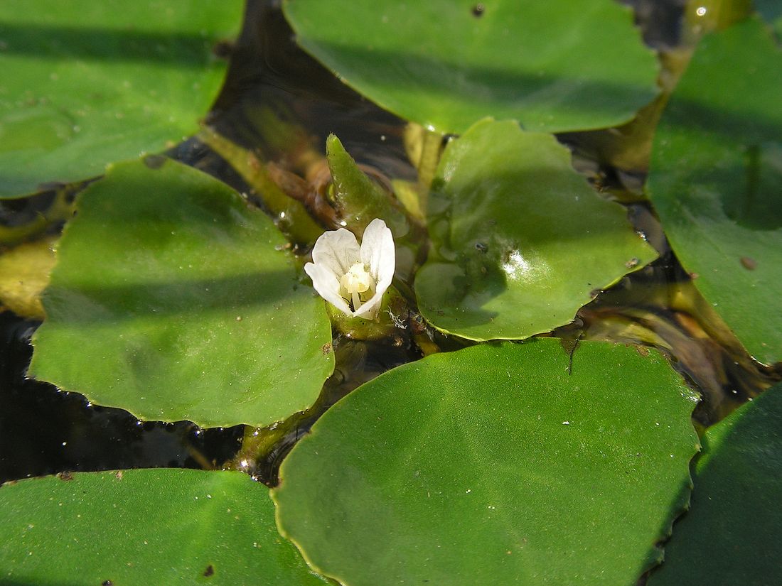 Image of Trapa maximowiczii specimen.