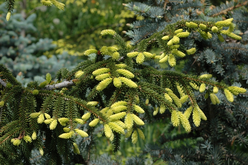 Image of Picea orientalis specimen.