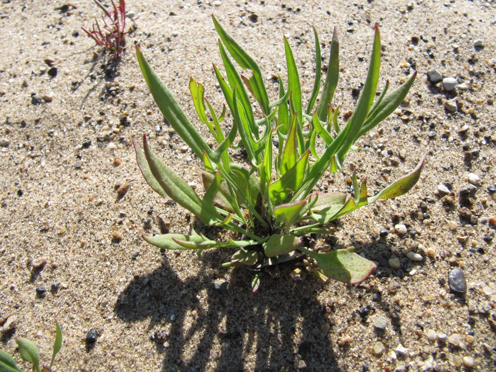 Image of Rumex acetosella specimen.