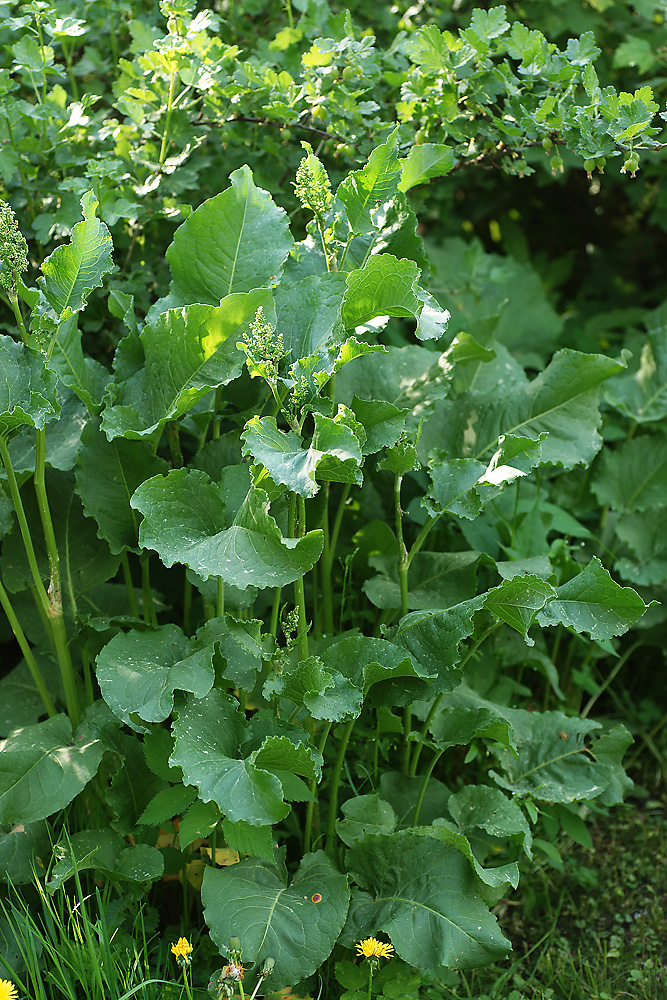 Image of Rumex confertus specimen.