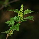 Ribes alpinum