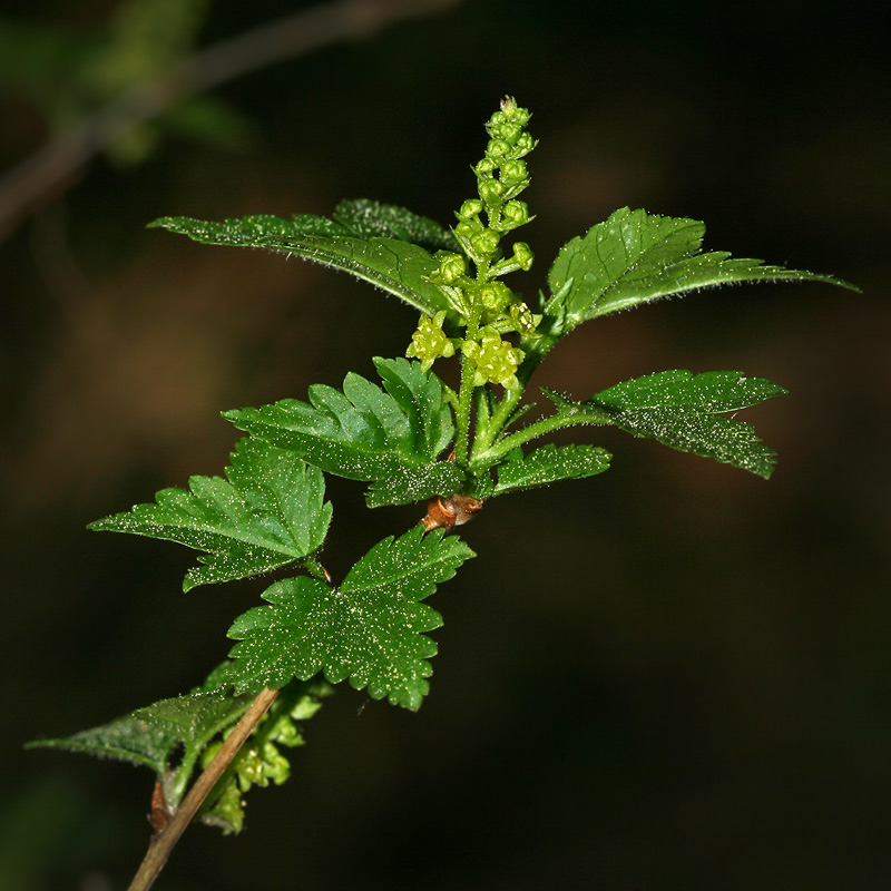 Image of Ribes alpinum specimen.