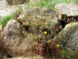 Scorzonera laciniata. Цветущее растение. Испания, Каталония, Жирона, Тосса-де-Мар, крепость Вила-Велья. 24.06.2012.