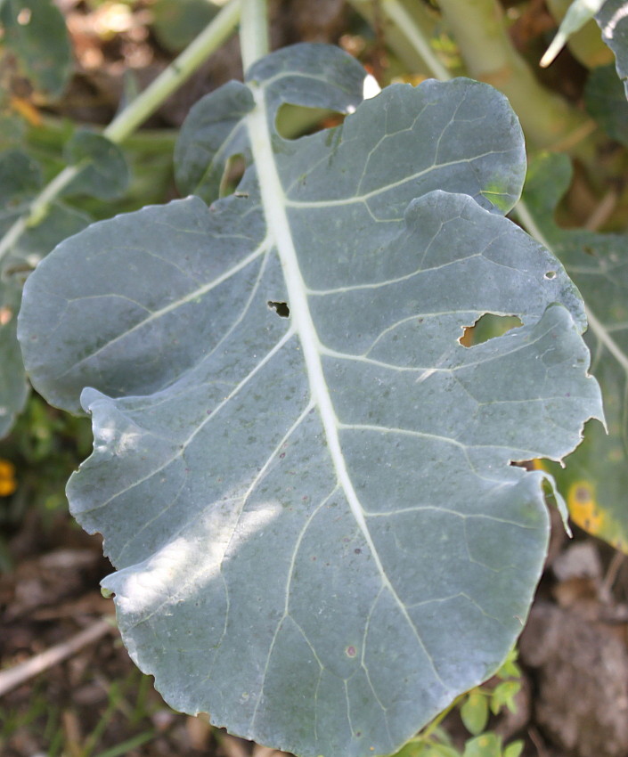 Изображение особи Brassica oleracea.