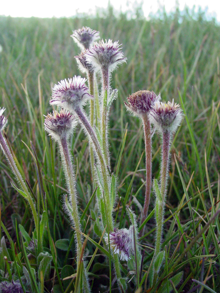 Image of Erigeron lachnocephalus specimen.